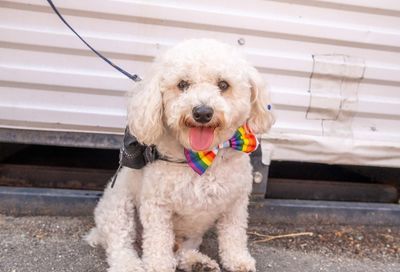 WorldPride DC Parade by Hunter Raab #27